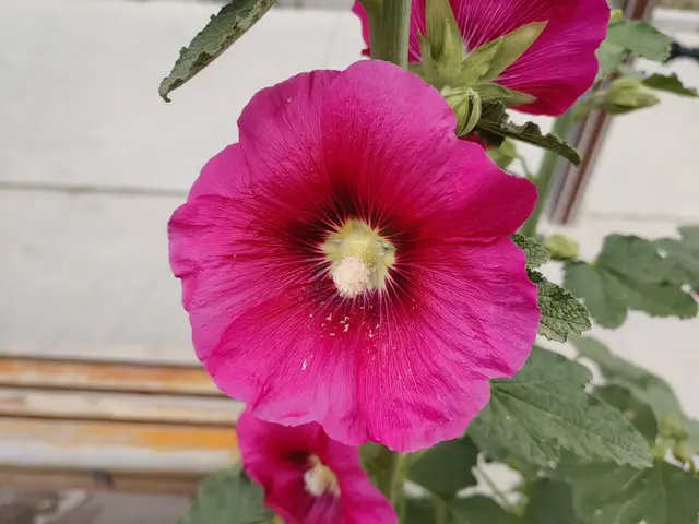 蜀葵是我国常见花卉