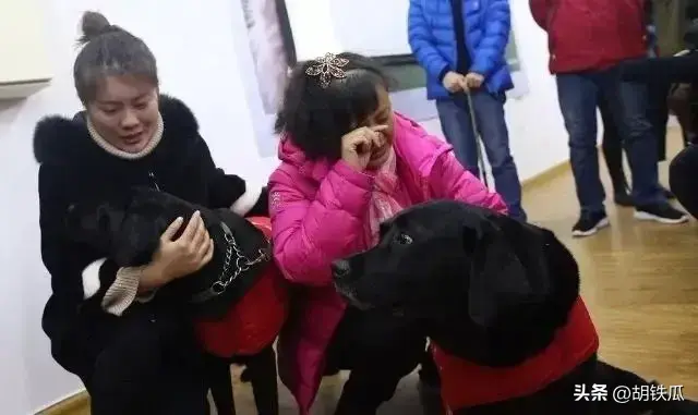 禁养导盲犬：1731万盲人的困境与400只狗的“特权”！