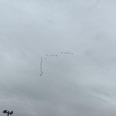 smh2015：今天去大禹渡转转，大家看