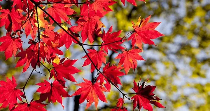 "早寒露冻死牛，晚寒露穿单衣"，今日寒露，今年冬天会很冷吗？