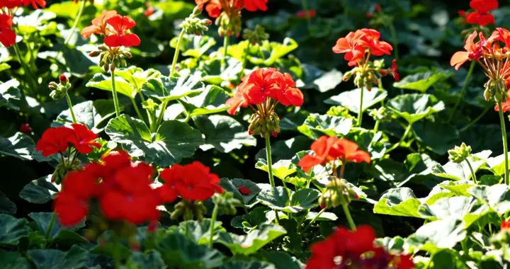 伊朗全国断网37天创纪录