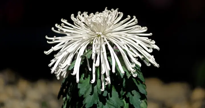 金银花和菊花泡水有啥功效？早上喝晚上喝差别很大，很多人喝错了