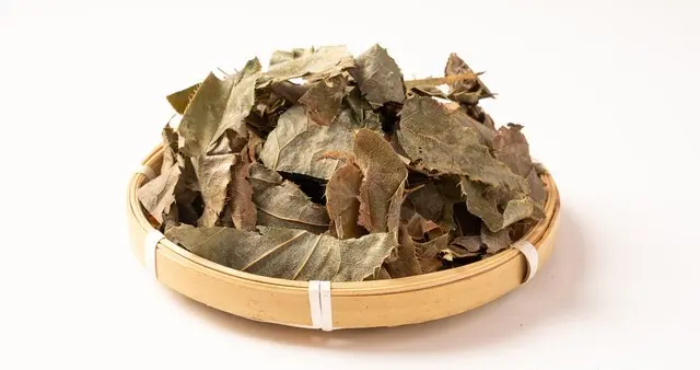 肾阳不足别硬扛！中医“补阳第一草”淫羊藿，温肾散寒，男女适用