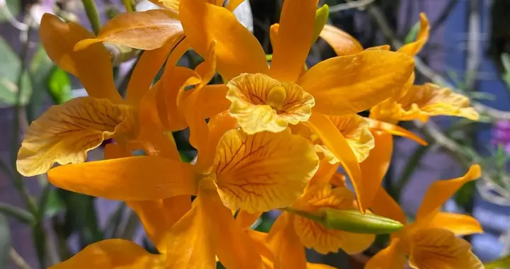 广东女子的石斛，开成了“火烈鸟”，又艳又仙，网友：也太好看了