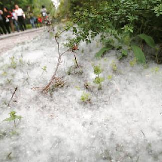 山谷等云雾的闲人： 《为何“四月飞雪”？