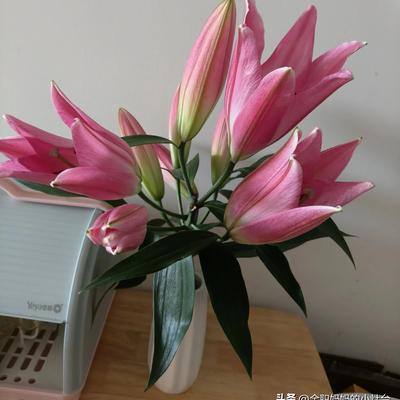 全职妈妈的小灶台：早上醒来，发现前几天买