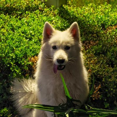 树苗态度：Magic8Pro的夜景实况