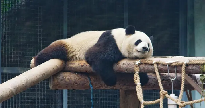 条头特困生集合了，春困你属于哪一级？