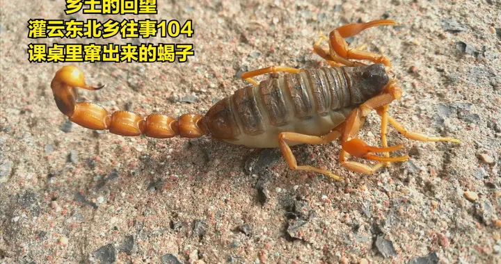 灌云东北乡往事（104）——课桌里窜出的蝎子