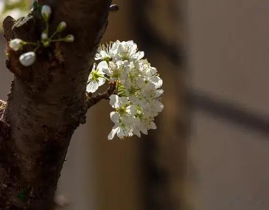 村里一枝花（小说）——稻穗沉（13）