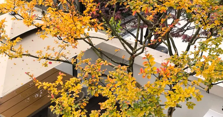 青藤缠绕，月落秋深，有个院子刚刚好
