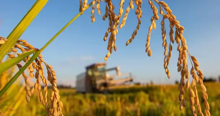 一粒种子如何成为我们的粮食安全的“定海神针”？