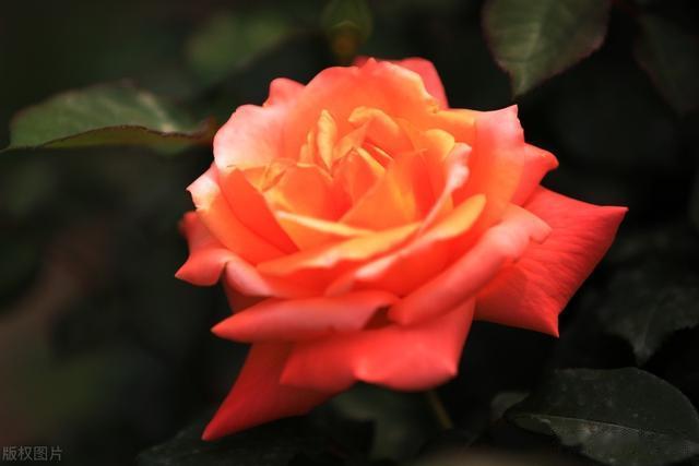 谷雨：雨生百谷，春意阑珊