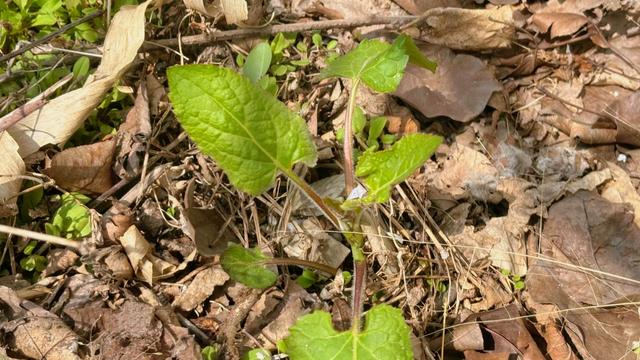 夜夜未央：最近一周写了好几条微头条都不给