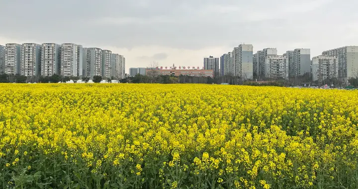 股市里的钱与权：没有预期护盘，再高股价也会归零
