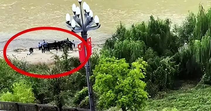 新郎跳河新后续：婚车上争吵不停，司机爆料，周某最后一句话流出