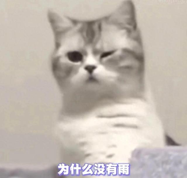 广东大暴雨｜广东人：表，不要再打了！广西人：雨呢？我的雨呢？