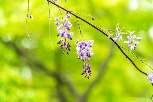 紫藤花事，拍照别错过，浪漫梦幻高级美