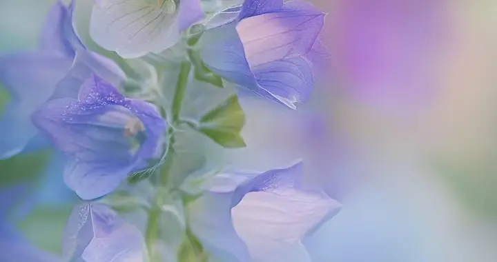 慢下来，和花一起呼吸！！流年不语，岁月沉香！氛围感背景图！