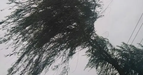 风定树的方向，人定自己的路