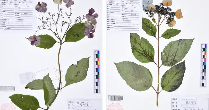 再添新成员！西藏山林发现奇特绣球花，花十余年才确认