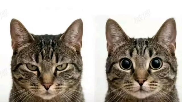 猫眼pro：一般来说打架打仗，只要没有一