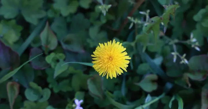 用蒲公英泡水喝，5大好处不请自来，学会正确搭配，效果事半功倍