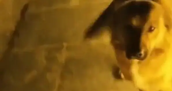 灵犬引路？别神化别质疑！老君山大黄来历成谜，仅是偶遇也是治愈