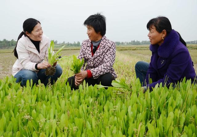 乡村振兴中的“她力量”:青年女性村干部研究