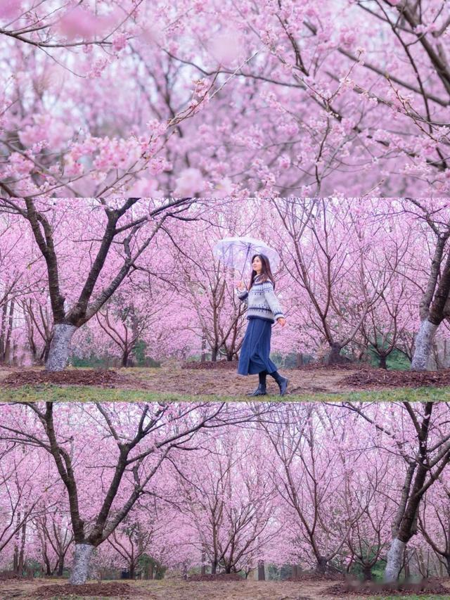 又被南京圈“粉”了！