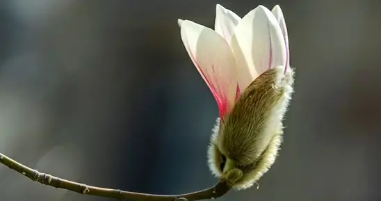 繁花迎来万象新，“嫁”给春风一缕情