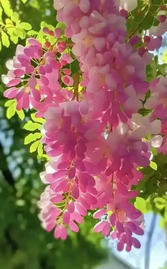 春风告诉我春已翩然而至