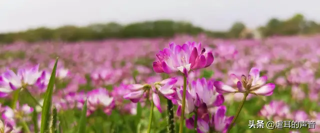 奇怪！一场大风降温，吹残了樱花，却高兴了村主任