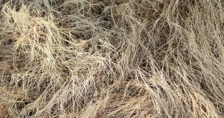 6月果园除草有讲究：树盘清、行间留