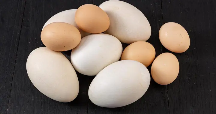 明明营养价值都不差，为什么鸡鸭鹅蛋里，很少有人吃鹅蛋？