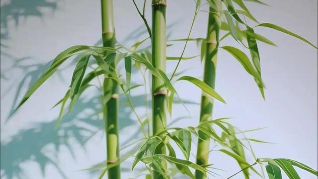 真相便利贴：为何美国禁止种竹子，中国反而