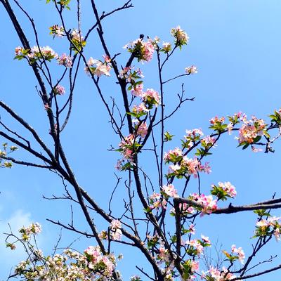 懋华a： 一梢映碧空，海