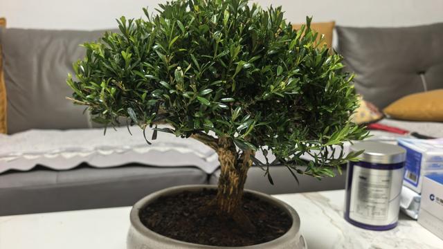 风哥聊车：终于到手了，雀舌黄杨冠幅30厘