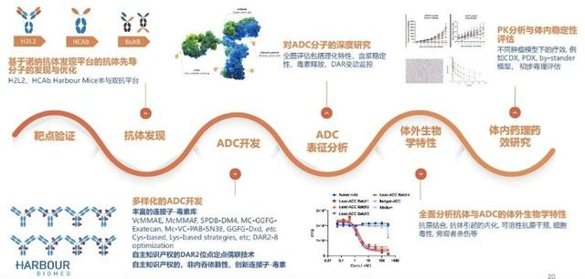 和铂医药加速进化