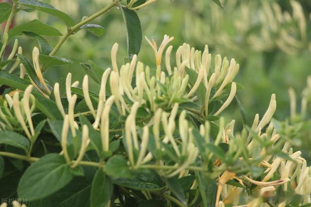 金银花再次成为关注对象！金银花有5个功效，但4类人请管住嘴