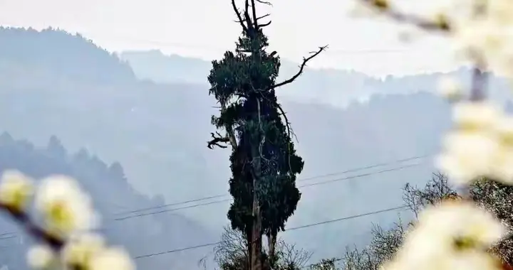 央媒定调！“大圣真身树”刷屏：一棵树，成为这个春天的精神地标