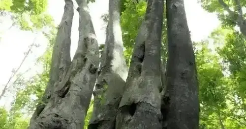 通达信十倍量公式