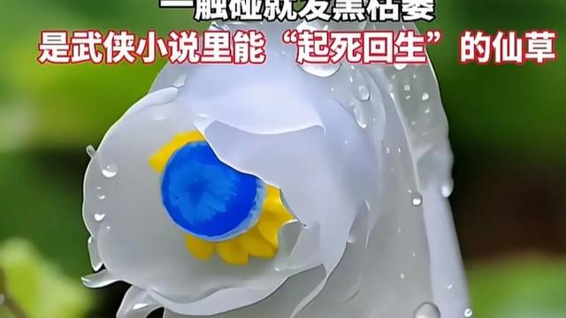 谷间寻溪流的行者：别被名字吓到！“冥界之