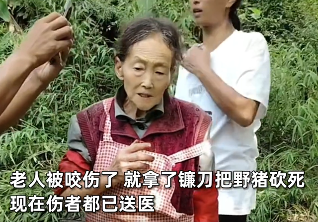 野猪这么弱吗？77岁老奶奶被野猪追咬，单枪匹马抡镰刀“反杀”