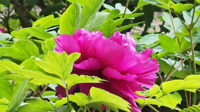 梧桐凤尾竹：西晋末年的两个皇帝先后被俘或