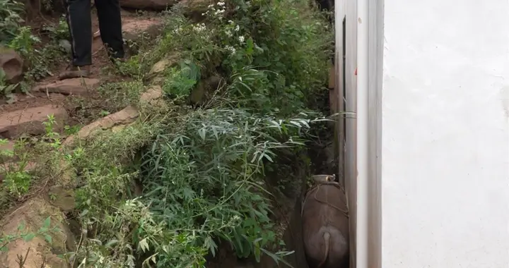 因一声狗叫，560斤的猪卡沟里出不来！众人救援两小时后……