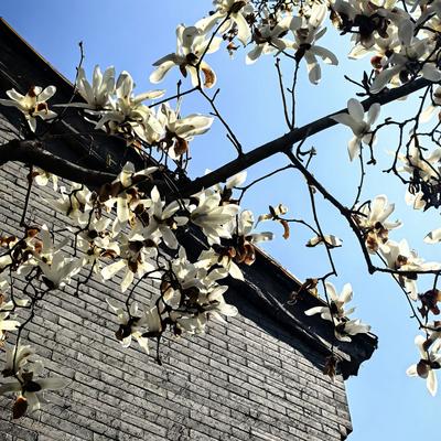 我家鹤儿：春姑娘翩