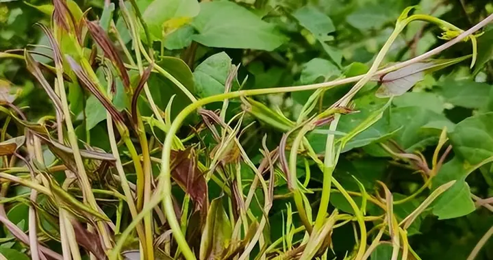 清明节前，这菜抓紧吃！比荠菜嫩比韭菜鲜，蒸一蒸就上桌，别错过