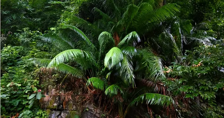 全球仅数千株! 广东深山发现3亿年 "植物国宝" , 当地人说农村当柴烧