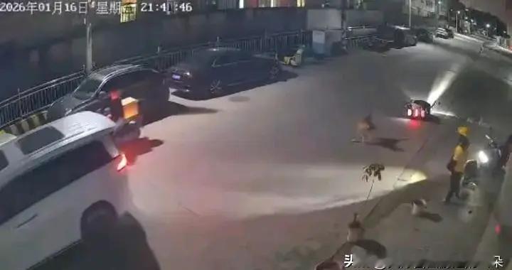 汕头恶犬伤人事件引关注：新法规如何守护公共安全？